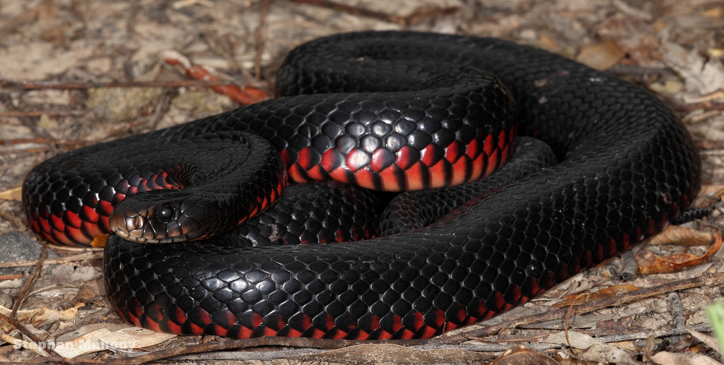 Red Bellied Black Snake via Stephen Mahony